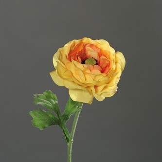 Ranunculus   43445-04