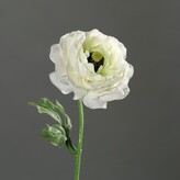 Ranunculus   43445-05