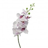 Orchidej  305303-42