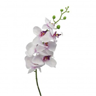 Orchidej  305303-42