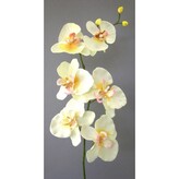 Orchidej  33538-31