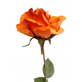 Růže oranžová  100-0020/oranž