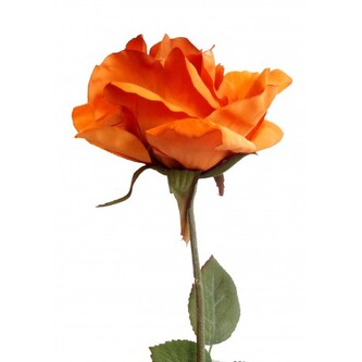 Růže oranžová  100-0020/oranž