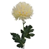 Chryzantéma velká krémová  KX082/cream-yellow