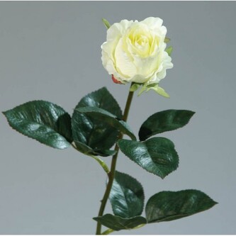 Růže  42136-05