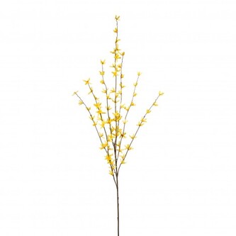 Forsythia, Zlatý déšť  2017304-00