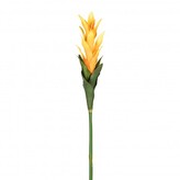 CURCUMA žlutá  1918435-30