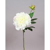 Pivoňka krém  100-0126