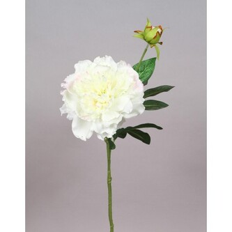 Pivoňka krém  100-0126