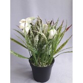 Sněženka ledový vzhled  23696