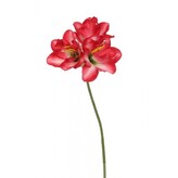 Amarylis sv. červený  510-0041