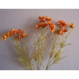 Kopretina oranžová  100-0030/OR