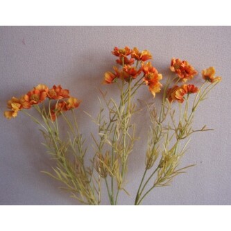 Kopretina oranžová  100-0030/OR