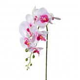 Orchidej  305303-10