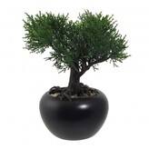 Bonsai cedr 19 cm  175100-50