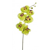 Phalenopsis  1017101-50