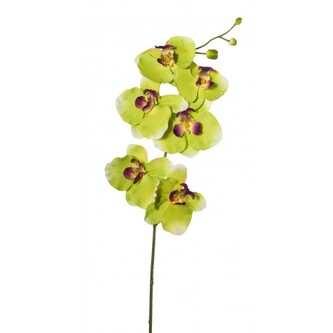 Phalenopsis  1017101-50