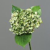 Hortenzie drobné květy  43411-01