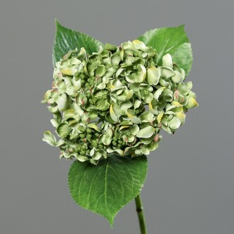 Hortenzie drobné květy  43411-01