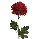 Chryzantéma velká třešňová  KX082/Cherri