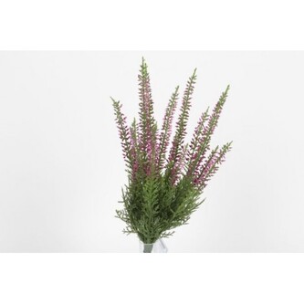 Vřes fialový  100-0057/LAV