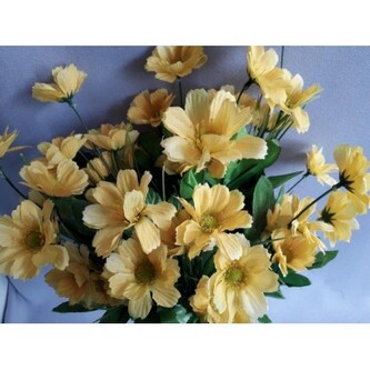 Cosmos, žlutá, Barva žlutá  X063