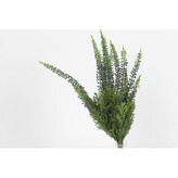 Vřes modrý  100-0057/BL