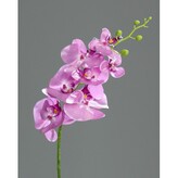 Phalenopsis  60303-20