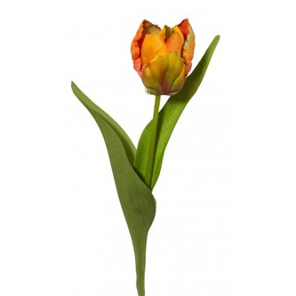 Tulipán  1317020-70