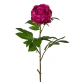 Pivoňka  3017202-05