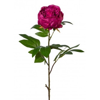 Pivoňka  3017202-05