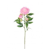 Pivoňka x3 krém-růž., 66 cm  100-0154/CRPK