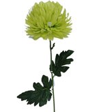 Chryzantéma velká zelená  KX082/green