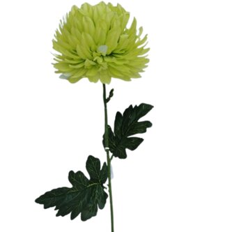 Chryzantéma velká zelená  KX082/green