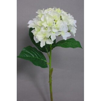 Hortenzie  100-0055/CR