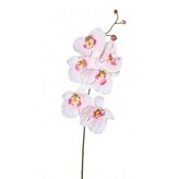 Phalenopsis  1017101-10