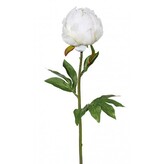 Pivoňka  2016042-40