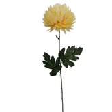 Chryzantéma velká žlutá  KX082/gold yellow