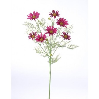 Kopretina vínová  100-0124