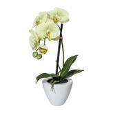Orchidej v květináči, 36 cm  1116000-50