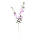 Delphinium 98 cm, LTPK  100-0153/LTPK