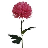 Chryzantéma velká růžová  KX082/beauty