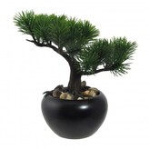 Bonsai borovice 19 cm  175101-50