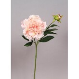 Pivoňka lososová  100-0128