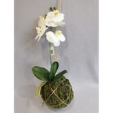 Orchidej kokedam  1117017-40