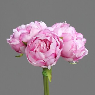Pivoňka kytička  42916-20