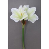 Amarylis  100-0115/CRGR