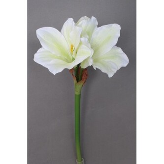 Amarylis  100-0115/CRGR