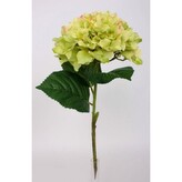 Hortenzie  100-0055/GR