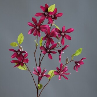 Magnolie větev  42544-17